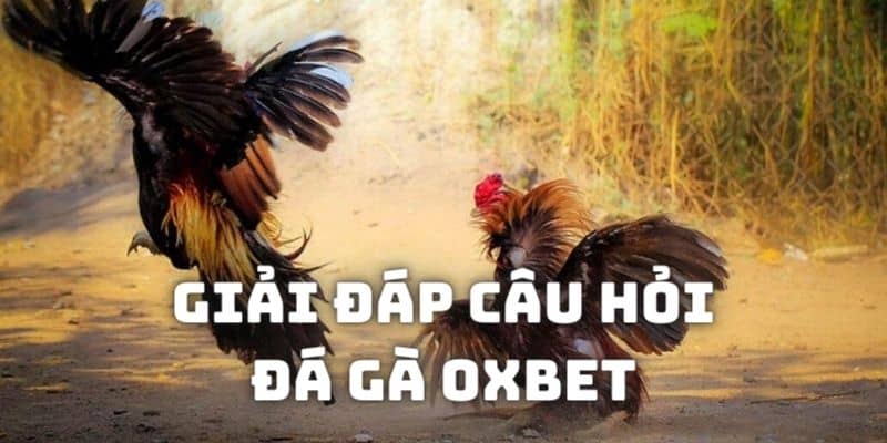 Giải đáp câu hỏi khi trải nghiệm chọi gà tại Oxbet