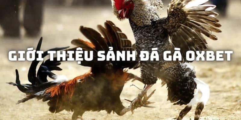 Giới thiệu về sảnh đá gà Oxbet nổi bật trên thị trường